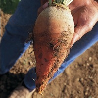  BETTERAVE BETTERAVE-Jaune géante de Vauriac (Beta vulgaris)-Graines non traitées - Graineterie A. DUCRETTET