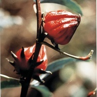 Graines potagères BISSAP BISSAP (Hibiscus sabdariffa) - Graineterie A. DUCRETTET