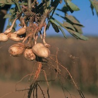 Production Biologique - CACAHUETE - Graineterie A. DUCRETTET