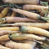  CAROTTE CAROTTE-Jaune obtuse du Doubs (Daucus carota)-Graines non traitées - Graineterie A. DUCRETTET