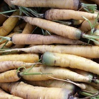 Graines potagères CAROTTE Jaune obtuse du Doubs (Daucus carota) - Graineterie A. DUCRETTET