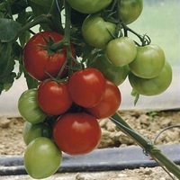 Production Biologique - TOMATE RONDE - Graineterie A. DUCRETTET