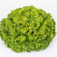 Graines potagères LAITUE BATAVIA - plein champ BIO blonde IMPRESSION - Graineterie A. DUCRETTET