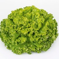 Graines potagères LAITUE BATAVIA - plein champ blonde IMPRESSION - Graineterie A. DUCRETTET