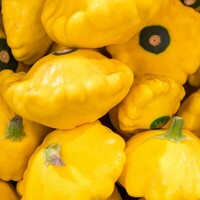 Graines potagères PATISSON SUNBURST F1 (Cucurbita pepo) - Graineterie A. DUCRETTET