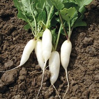 Graines potagères RADIS de diversification White Breakfast - Graineterie A. DUCRETTET
