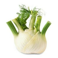 Production Biologique - FENOUIL FEUILLE - Graineterie A. DUCRETTET
