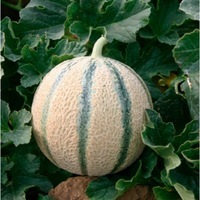  MELON MELON-SV6556MC F1 (Cucumis melo)-Graines non traitées - Graineterie A. DUCRETTET