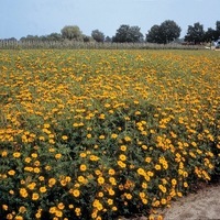  ENGRAIS VERT ENGRAIS VERT-Tagetes DROPSHOT (TAGETES PATULA)-Graines non traitées - Graineterie A. DUCRETTET