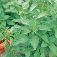 Graines potagères BASILIC SWEET DANI (Ocimum basilicum) - Graineterie A. DUCRETTET