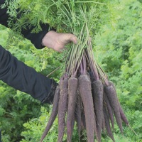  CAROTTE CAROTTE-PURPLE SUN F1 (Daucus carota)-Graines non traitées - Graineterie A. DUCRETTET