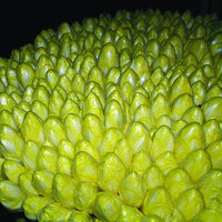 Graines potagères CHICOREE DE BRUXELLES TOPSCORE F1 (Cichorium intybus var. foliosum L.) - Graineterie A. DUCRETTET