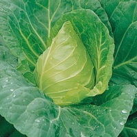  CHOU CABUS CHOU CABUS-CARAFLEX F1 (Brassica oleracea capitata alba)- - Graineterie A. DUCRETTET