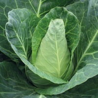 Graines potagères CHOU CABUS CARAFLEX F1 (Brassica oleracea capitata alba) - Graineterie A. DUCRETTET