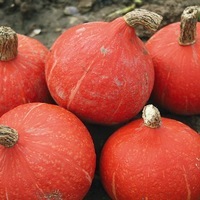 Graines potagères COURGE POTIMARRON SUNSPOT F1 (Cucurbita Maxima) - Graineterie A. DUCRETTET