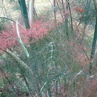 Graines de fleurs FENOUIL ornemental BRONZE & GREEN (Foeniculum vulgare) - Graineterie A. DUCRETTET