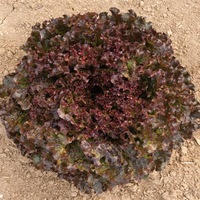 Graines potagères LAITUE BATAVIA - plein champ NAÏDE (Lactuca sativa) - Graineterie A. DUCRETTET