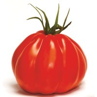 Graines potagères TOMATE CÔTELEE CORAZON F1 (Solanum lycopersicum) - Graineterie A. DUCRETTET