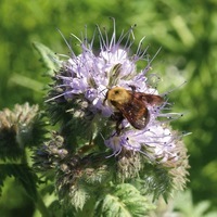 Graines potagères ENGRAIS VERT PHACELIA TANACETIFOLIA STALA (Phacelia tanacetifolia) - Graineterie A. DUCRETTET