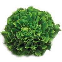 Graines potagères CHICOREE SCAROLE ANCONI (Cychorium Intybus) - Graineterie A. DUCRETTET