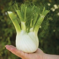 Graines potagères FENOUIL BULBE PRELUDIO F1 (Foeniculum vulgare) - Graineterie A. DUCRETTET