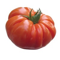  TOMATE RONDE TOMATE RONDE-BUFFALO STEAK F1 (Solanum lycopersicum)-Graines non traitées - Graineterie A. DUCRETTET