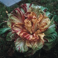 Graines potagères CHICOREE SAUVAGE De Castelfranco (Cychorium Intybus) - Graineterie A. DUCRETTET