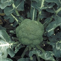 Graines potagères CHOU BROCOLI MARATHON F1 (Brassica oleracea botrytis cymosa) - Graineterie A. DUCRETTET