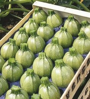 Production Biologique - COURGETTE ronde - Graineterie A. DUCRETTET