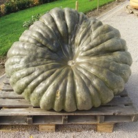 Graines potagères COURGE GEANTE SHOW KING - Graineterie A. DUCRETTET