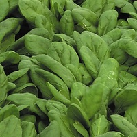 Graines potagères EPINARD BIO Butterflay - Graineterie A. DUCRETTET