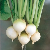 Graines potagères RADIS de diversification Rond blanc (Ronde Witte) - Graineterie A. DUCRETTET
