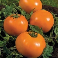 TOMATE RONDE TOMATE RONDE-ORANGE QUEEN (Solanum lycopersicum)-Graines biologiques certifiées - Graineterie A. DUCRETTET