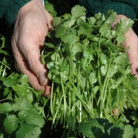 Graines potagères CORIANDRE CARIBE (Coriandrum sativum) - Graineterie A. DUCRETTET