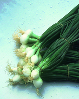Graines potagères OIGNON TUNDA MUSONA race MELODIE (Allium cepa) - Graineterie A. DUCRETTET