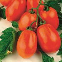  TOMATE ALLONGEE TOMATE ALLONGEE-ROMA VF (Solanum lycopersicum)-Graines non traitées - Graineterie A. DUCRETTET