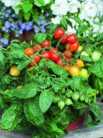  TOMATE pour potée TOMATE pour potée-VALENTINE F1 (Lycopersicum)-Graines non traitées - Graineterie A. DUCRETTET