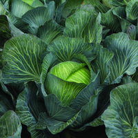 Graines potagères CHOU CABUS KILASTOR F1 (Brassica oleracea capitata alba) - Graineterie A. DUCRETTET