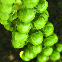 Graines potagères CHOU DE BRUXELLES CRYPTUS F1 (Brassica oleracea gemmifera) - Graineterie A. DUCRETTET