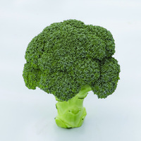 Graines potagères CHOU BROCOLI MONCLANO F1 (Brassica oleracera botrytis cymosa) - Graineterie A. DUCRETTET