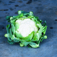 Graines potagères CHOU-FLEUR CLAPTON F1 (Brassica oleracea botrytis botrytis) - Graineterie A. DUCRETTET