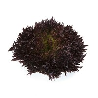 Graines potagères LAITUE SALANOVA - plein champ BLASTEX (Lactuca sativa) - Graineterie A. DUCRETTET
