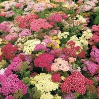  ACHILLEE ACHILLEE-SUMMER PASTELS F2 (Achillea millefolium)-tons pastels - Graineterie A. DUCRETTET