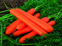  CAROTTE CAROTTE-BRILLYANCE F1 (Daucus carota)-Graines non traitées - Graineterie A. DUCRETTET