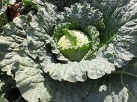 Graines potagères CHOU DE MILAN DEUCE F1 (Brassica oleracea capitata saubadan) - Graineterie A. DUCRETTET