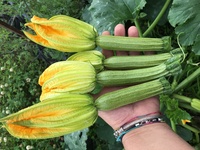  COURGETTE de diversification COURGETTE de diversification-STRIKE F1 (Cucurbita pepo)-Graines non traitées - Graineterie A. DUCRETTET