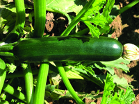  COURGETTE verte cylindrique COURGETTE verte cylindrique-KEESHA F1 (Cucurbita pepo)-Graines traitées - Graineterie A. DUCRETTET