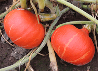 Graines potagères COURGE POTIMARRON KAORI KURI F1 (Cucurbita Maxima) - Graineterie A. DUCRETTET