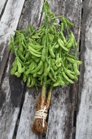  EDAMAME EDAMAME-CHIBA GREEN (Glycine max)-Graines non traitées - Graineterie A. DUCRETTET