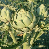 Graines potagères ARTICHAUT MADRIGAL (Cynara scolymus) - Graineterie A. DUCRETTET